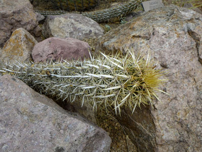 “Creeping Devil” cactus, Stenocereus eruca
