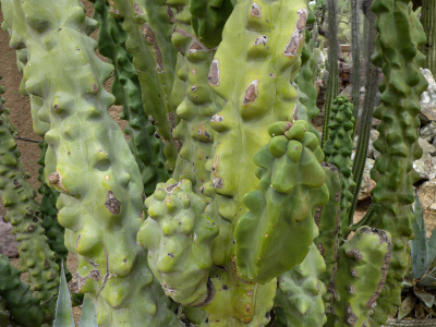 Monstrose form of Pachycereus schottii (senita cactus)