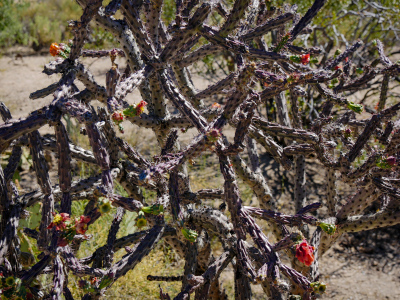 Purple cholla