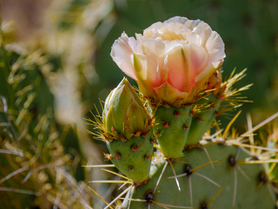 Peachy-pink Opuntia flower