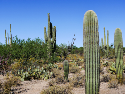 Cactus assortment, Sabino Canyon