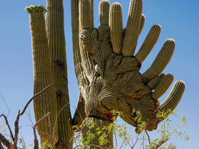 Cactus assortment, Sabino Canyon