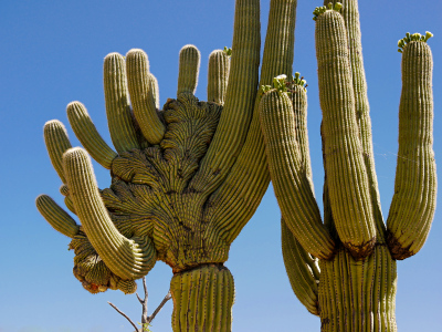 Crested saguaro, Sabino Canyon nature trail