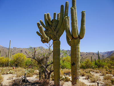 Crested saguaro, Sabino Canyon nature trail