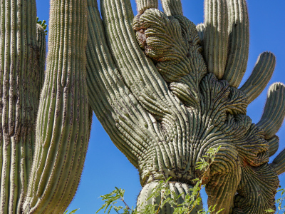 Crested saguaro, Sabino Canyon nature trail