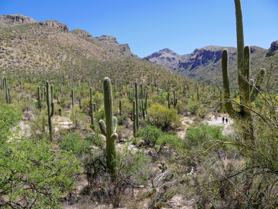 Heading down the Seven Falls Trail into Sabino Canyon