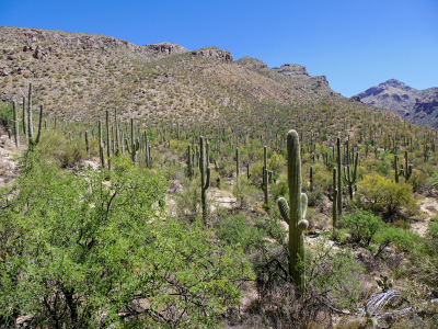 Seven Falls Trail, Sabino Canyon