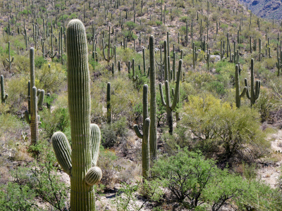 Seven Falls Trail, Sabino Canyon