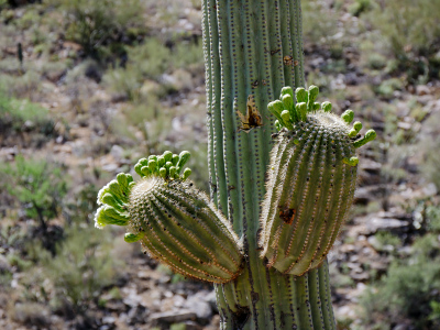 Seven Falls Trail, Sabino Canyon