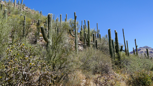 Seven Falls Trail, Sabino Canyon