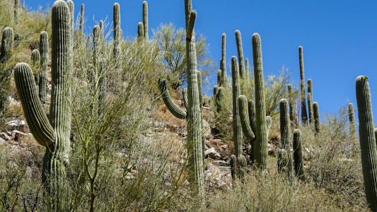 Seven Falls Trail, Sabino Canyon