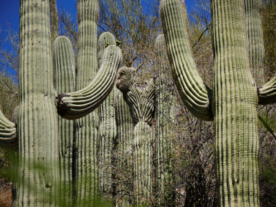 Seven Falls Trail, Sabino Canyon