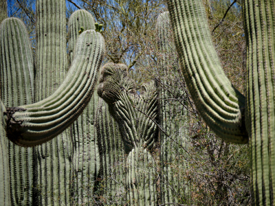 Seven Falls Trail, Sabino Canyon