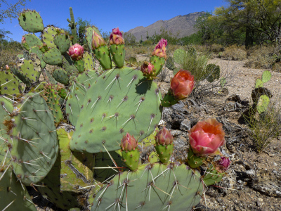 Pink Opuntia flowers beginning to open, Sabino Canyon nature trail