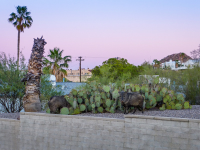 When we returned to the Guest House Inn after supper, we spotted these neighborhood javelinas.