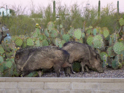 They were enjoying a meal of prickly pear cactus, searching for fallen fruits beneath the cactus pads.