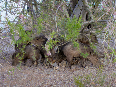 Rich was able to get quite close to the javelinas.