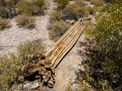 Decomposing saguaro showing woody rib structure