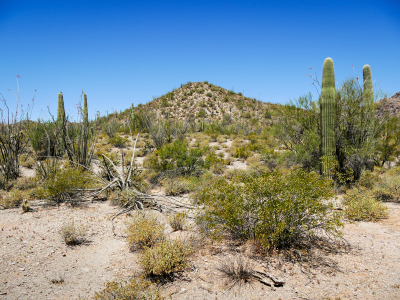 Saguaros, organ pipes and other desert flora