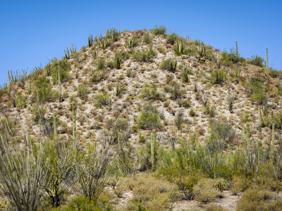 Organ pipes on a hill