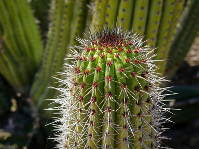 New organ pipe growth, close up
