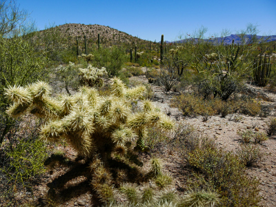 Cholla, palo verde, saguaros and organ pipes