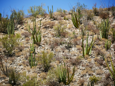 Dense population of organ pipes on a hill