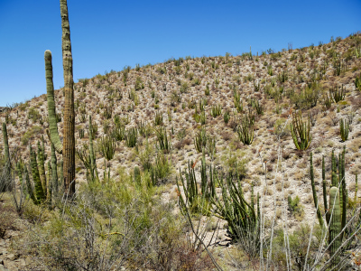 Dense population of organ pipes on a hill