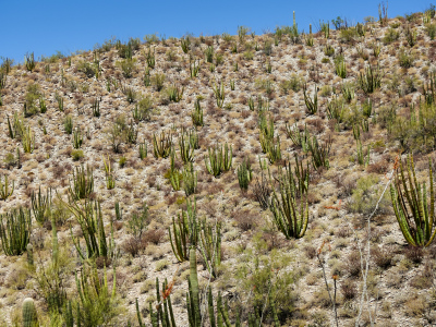 Dense population of organ pipes on a hill