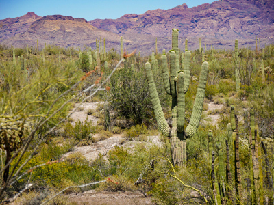 Amazingly sculptural saguaro