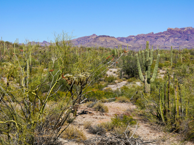 Dense cactus and palo verde forest