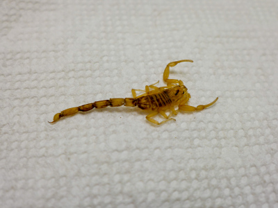 Scorpion found dead in the bathroom