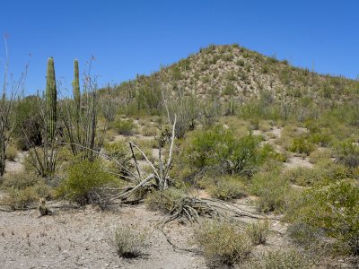 Organ pipes cover this hillside