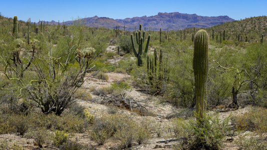 Cactus forest on the way to Baker Mine