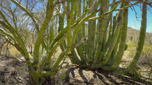 Palo verde and organ pipe
