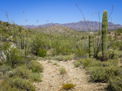 Desert flora along the trail; heading back to the car