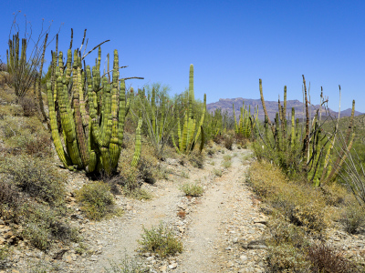 Organ pipes along the trail