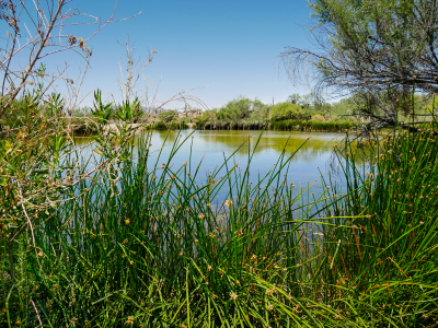 Quitobaquito Springs