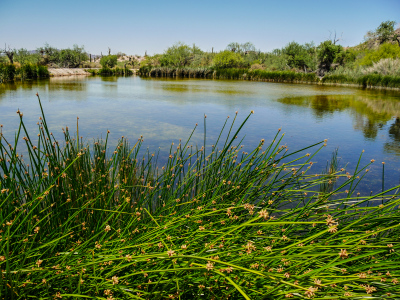 Quitobaquito Springs; the old cottonwood tree is gone