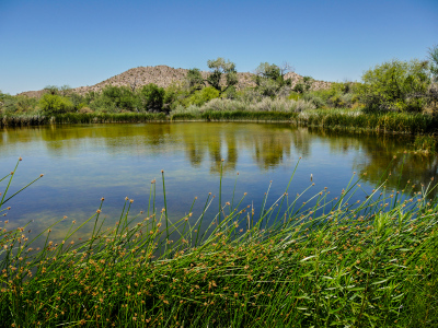 Quitobaquito Springs, an oasis in the desert