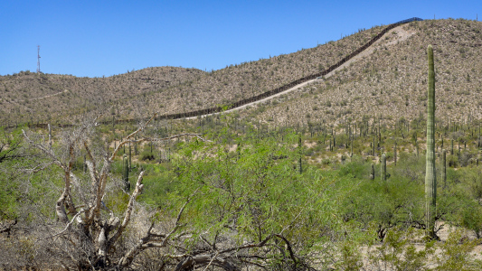 Border fence in a cactus forest