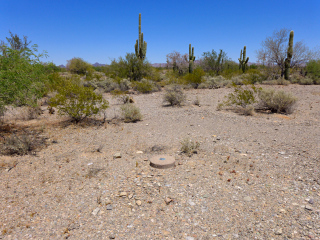 Looking N toward desert foliage!