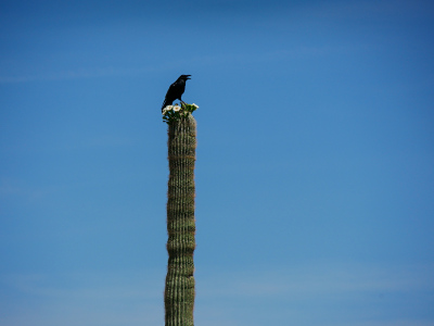 Raven on a blooming saguaro