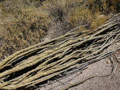 Dead ocotillo