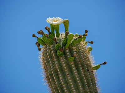 Juicy fruits are forming on this saguaro