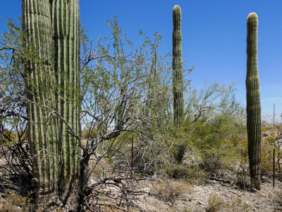 Desert flora along the nature trail at Cabeza Prieta visitor center