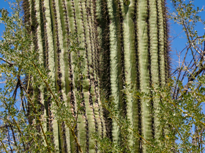 Double-trunked saguaro ...