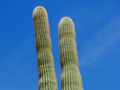 … and his two heads!