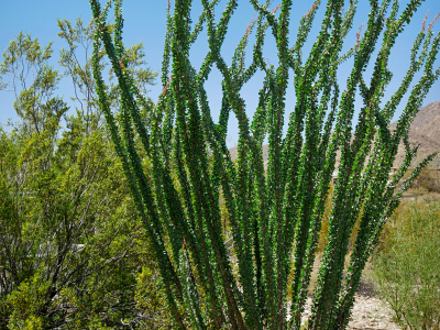 This ocotillo is covered with leaves while its wild cousins in the desert are already bare. This one has an auxiliary water source.
