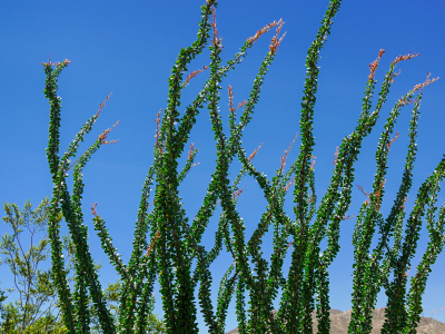 Red ocotillo blooms; the flowers also respond to the presence of water